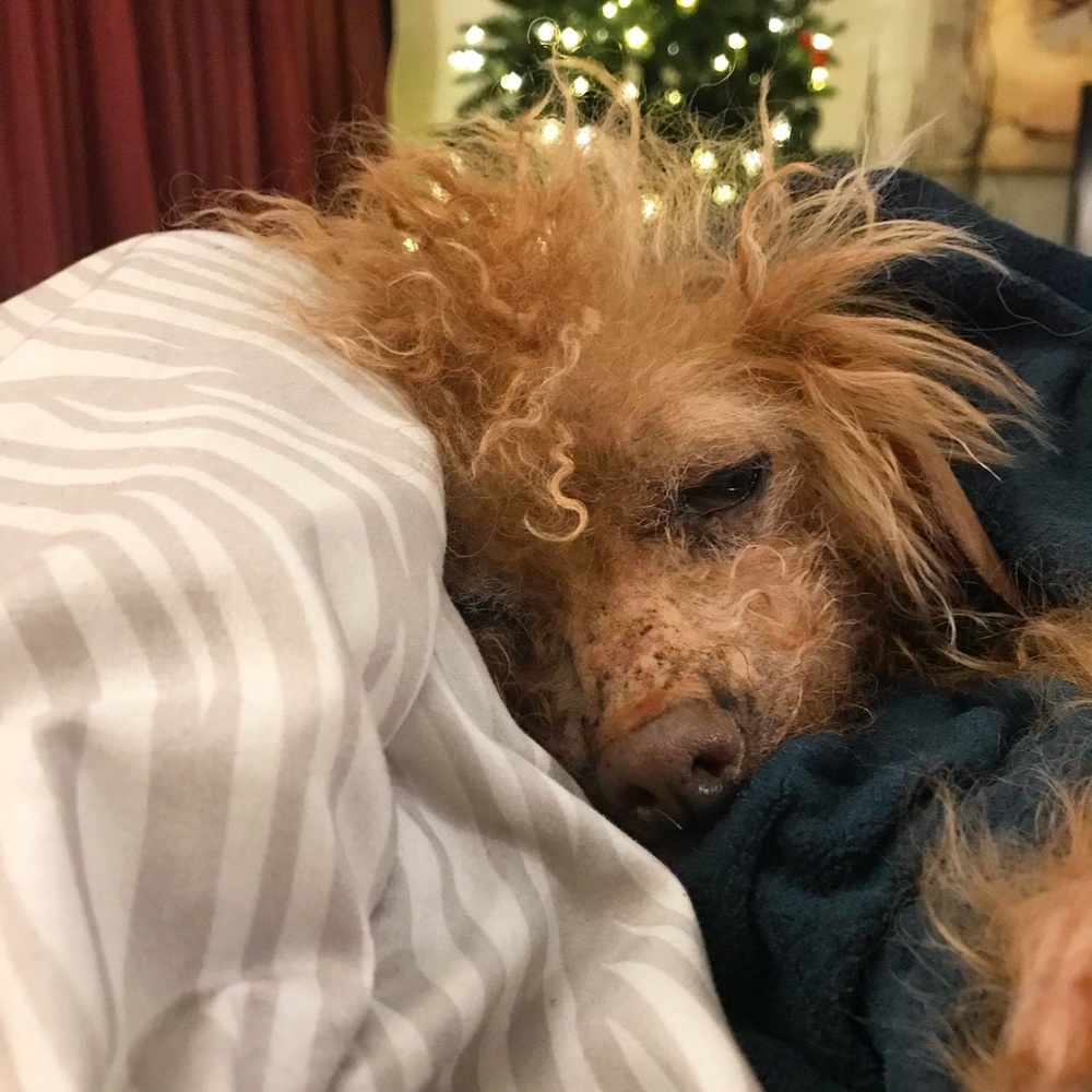 ❤️Cocoas Memorial Fundraiser Sale! 🌹